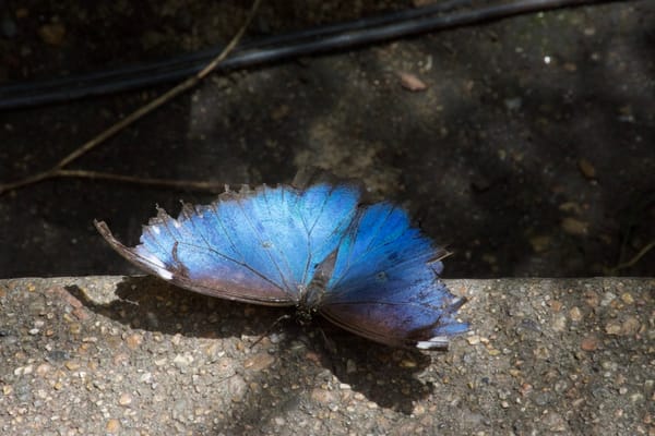 Butterfly Pavilion 2019