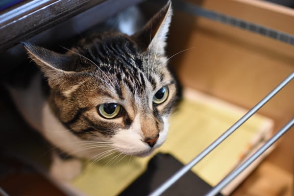 RIP: Jazzy (9/11/2020)